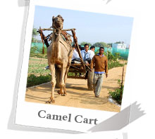 Camel Cart